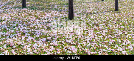 In der Nähe von Rosa Trompete oder Tabebuia rosea Blumen fallen auf grünem Gras Hintergrund. Diese Blumen blühen in den Monaten März bis Mai jedes Jahr Stockfoto