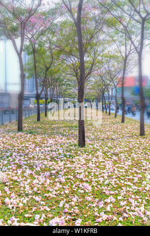 In der Nähe von Rosa Trompete oder Tabebuia rosea Blumen fallen auf grünem Gras Hintergrund. Diese Blumen blühen in den Monaten März bis Mai jedes Jahr Stockfoto