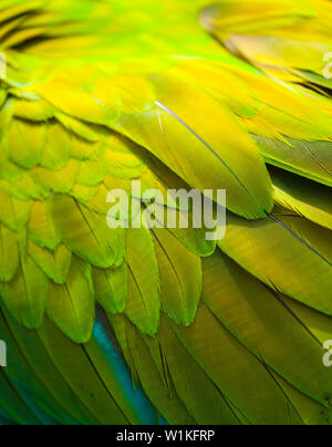 Großen grünen Ara - KELLNERBÖRSE VERDE O LAPA VERDE (Ara ambiguus) Stockfoto