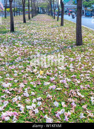 In der Nähe von Rosa Trompete oder Tabebuia rosea Blumen fallen auf grünem Gras Hintergrund. Diese Blumen blühen in den Monaten März bis Mai jedes Jahr Stockfoto