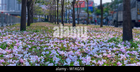 In der Nähe von Rosa Trompete oder Tabebuia rosea Blumen fallen auf grünem Gras Hintergrund. Diese Blumen blühen in den Monaten März bis Mai jedes Jahr Stockfoto