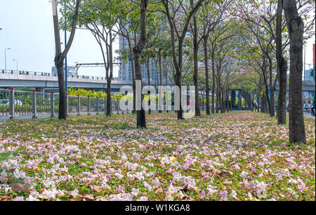 In der Nähe von Rosa Trompete oder Tabebuia rosea Blumen fallen auf grünem Gras Hintergrund. Diese Blumen blühen in den Monaten März bis Mai jedes Jahr Stockfoto