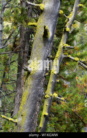 Helle grüne Moos wächst auf der Seite eines ausgebrannten Baum entlang der Yellowstone River im Yellowstone National Park. (C) 2010 Tom Kelly Stockfoto