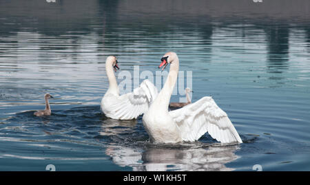 Paar Höckerschwäne (Cygnus olor) mit flaumige Küken (hässliche Entlein) auf See Stockfoto