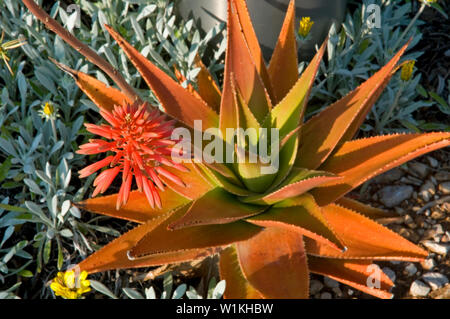 Rosa und orange Farben leuchten in den Sonnenuntergang auf dieser blühenden tropischen Blumen auf den felsigen Adriatischen Küste in der Nähe von Cavtat, Kroatien. Stockfoto