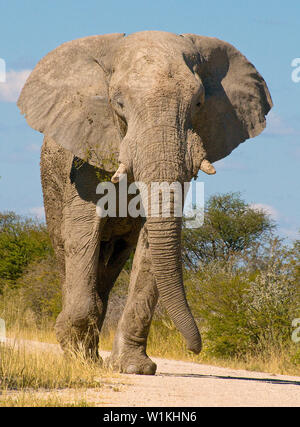 Ein Elefant läuft eine Straße nördlich von Namutoni in Namibias Etosha National Park. Die Elefanten standen etwa 12-13 Meter hoch. (C) 2008 Tom Kelly Stockfoto