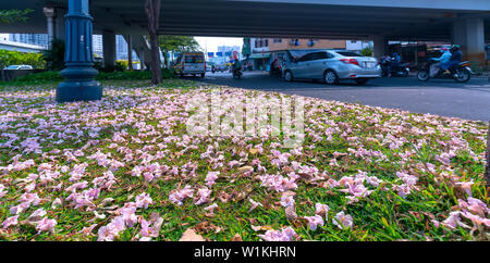 In der Nähe von Rosa Trompete oder Tabebuia rosea Blumen fallen auf grünem Gras Hintergrund. Diese Blumen blühen in den Monaten März bis Mai jedes Jahr Stockfoto