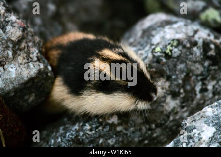 Norwegische Lemming (Lemmus lemmus) versteckt zwischen den Felsen im Berg Tundra. Leben in der Tundra im Norden von Skandinavien und der Halbinsel Kola Peninsul Stockfoto