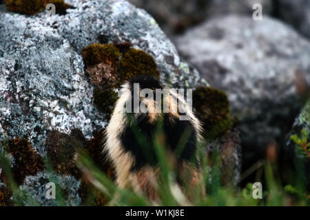 Norwegische Lemming (Lemmus lemmus) versteckt zwischen den Felsen im Berg Tundra. Leben in der Tundra im Norden von Skandinavien und der Halbinsel Kola Peninsul Stockfoto