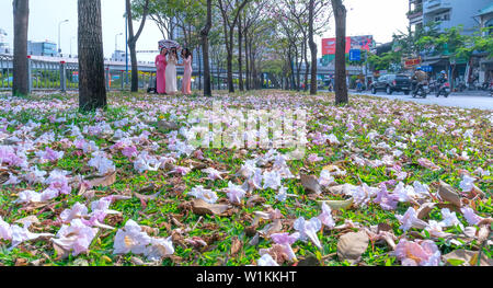 Tabebuia rosea Blumen fallen auf grünem Gras, Hintergrund Reisende. Diese Blumen entlang Vo Van Kiet Boulevard Stockfoto