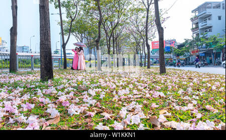 Tabebuia rosea Blumen fallen auf grünem Gras, Hintergrund Reisende. Diese Blumen entlang Vo Van Kiet Boulevard Stockfoto