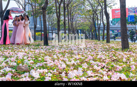 Tabebuia rosea Blumen fallen auf grünem Gras, Hintergrund Reisende. Diese Blumen entlang Vo Van Kiet Boulevard Stockfoto