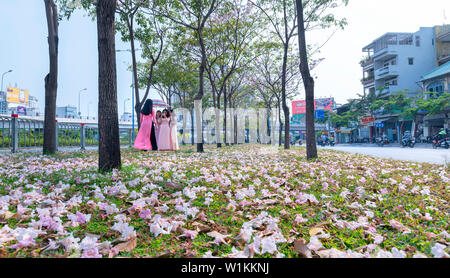 Tabebuia rosea Blumen fallen auf grünem Gras, Hintergrund Reisende. Diese Blumen entlang Vo Van Kiet Boulevard Stockfoto