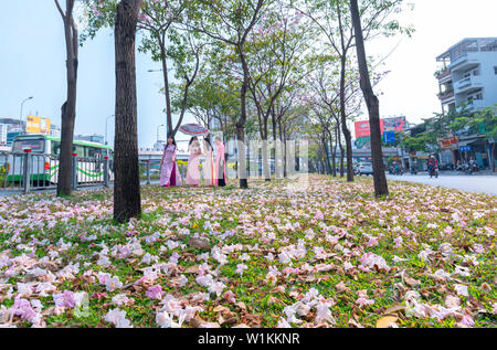 Tabebuia rosea Blumen fallen auf grünem Gras, Hintergrund Reisende. Diese Blumen entlang Vo Van Kiet Boulevard Stockfoto