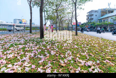 Tabebuia rosea Blumen fallen auf grünem Gras, Hintergrund Reisende. Diese Blumen entlang Vo Van Kiet Boulevard Stockfoto