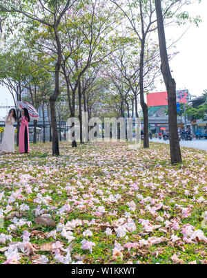 Tabebuia rosea Blumen fallen auf grünem Gras, Hintergrund Reisende. Diese Blumen entlang Vo Van Kiet Boulevard Stockfoto