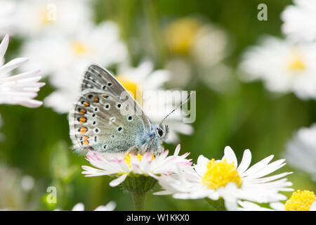 Gemeinsame Blau, Polyommatus Icarus, Schmetterling, männlich, auf Blume, Oxeye Daisy, Leucanthemum vulgare, Essex, UK, Mai Stockfoto