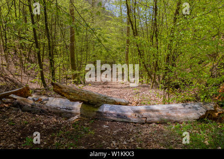 Alte Protokolle liegen auf einem Trail im Wald Stockfoto