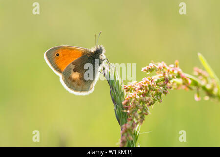 Kleine Heide, Coenonympha pamphilus, Schmetterling, auf Gras Samen Kopf, Mai, Essex. Großbritannien Stockfoto