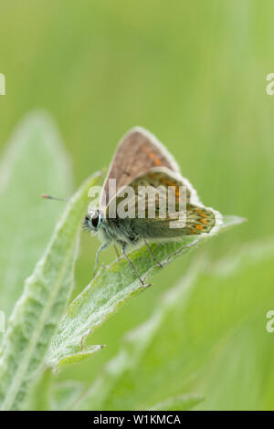 Braun Argus, Aricia agestis, Schmetterling, männlich, Flügel öffnen, seitliche, Unterseite Essex, UK, Mai Stockfoto