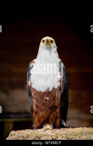 Adler auf einem Stein sitzend Stockfoto