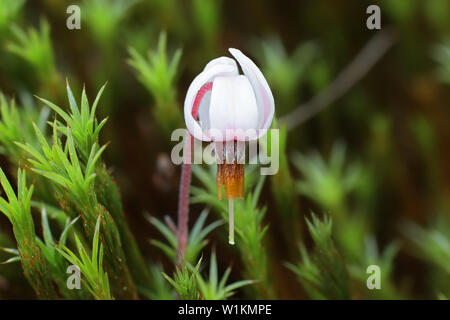 Vaccinium oxycoccos, bekannt als kleine Cranberry, Moosbeere cranberry Moor oder Sumpf Stockfoto