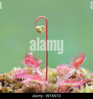 Drosera rotundifolia, die Runden-leaved Sonnentau oder gemeinsamen Sonnentau, eine fleischfressende Pflanze Stockfoto