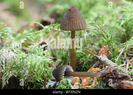 Olivenöl Kante Motorhaube, Mycena viridimarginata, wilde Pilze aus Finnland Stockfoto