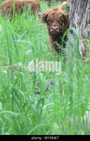 Frei bis hin Kalb und Kuh von Highland Cattle in einem Wald Weide in Finnland Stockfoto