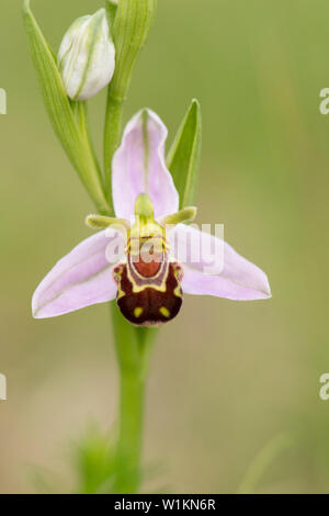 Bienen-ragwurz, Ophrys apifera, Essex, Großbritannien Stockfoto