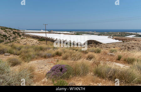 Ierapetra, Kreta, Griechenland. Juni 2019. Kunststoff überdachte Fläche für den Anbau von Kulturpflanzen, Tomaten, Gurken und Paprika. Stockfoto