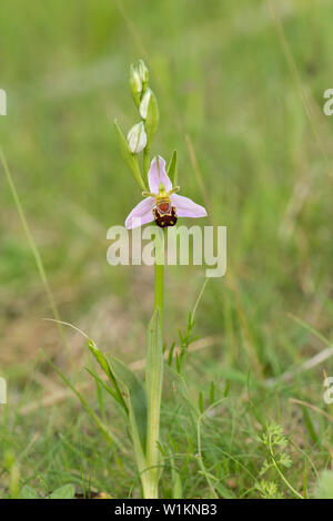 Bienen-ragwurz, Ophrys apifera, Essex, Großbritannien Stockfoto