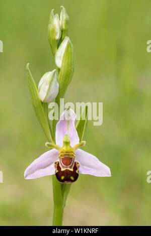 Bienen-ragwurz, Ophrys apifera, Essex, Großbritannien Stockfoto