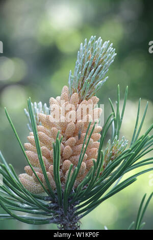 Männliche Zapfen von Pinus mugo, bekannt als schleichende Kiefer, Zwerg mountainpine, mugo Pine, Latschenkiefer, Peeling Latschenkiefer oder Swiss Mountain Pine Stockfoto