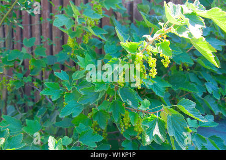 Grüne unreife Schwarze Johannisbeere Beeren, black Bush, Sommer Stockfoto