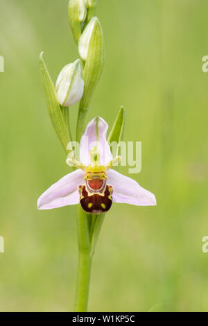Bienen-ragwurz, Ophrys apifera, Essex, Großbritannien Stockfoto