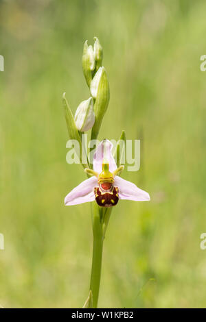Bienen-ragwurz, Ophrys apifera, Essex, Großbritannien Stockfoto