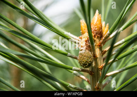 Beschreibung: Green Mountain Pine (Pinus mugo) closeup mit jungen Kegel auf unscharfe Bunte Herbst Wald Hintergrund mit schönen Bokeh. Stockfoto