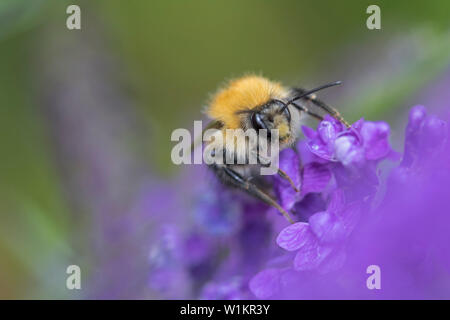 Hummel auf Lavendel, England, Großbritannien Stockfoto