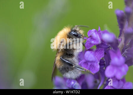 Hummel auf Lavendel, England, Großbritannien Stockfoto