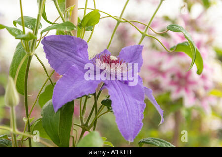 Nahaufnahme einer Clematis Lanuginosa in der Historischer Garten Aalsmeer, ein botanischer Garten in Nordholland, Niederlande. Stockfoto