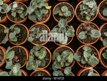 Noch immer leben von Cyclamen persicum. L in Töpfen in einem Gewächshaus am Historischen Garten in Aalsmeer, Noord-Holland, Niederlande wächst. Stockfoto