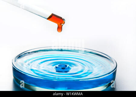Red pipette Flüssigkeit fällt in eine Petrischale mit einer blauen Flüssigkeit. Das Wasser für die Sauberkeit prüfen. Konzept chemische Experimente und Bildung. Stockfoto