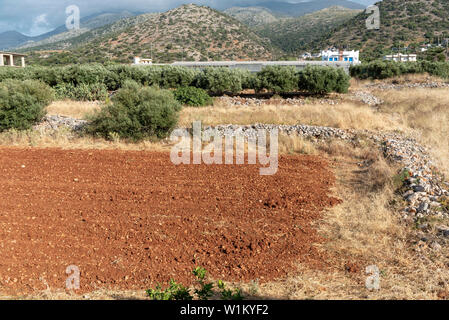 Malia, Kreta, Griechenland. Juni 2019. Gepflügte Feld in der ländlichen Gemeinschaft der Kretischen, Malia Altstadt. Stockfoto