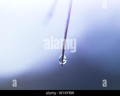 Wassertropfen hängen auf ein Dorn nach dem Regen. Stockfoto