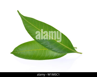 Mango leaf auf weißem Hintergrund Stockfoto