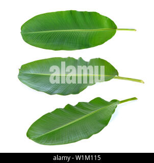 Bananenblätter auf weißem Hintergrund Stockfoto