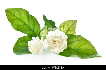 Jasminblüte isoliert auf weißem Hintergrund Stockfoto