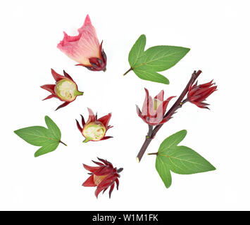 Blick von oben auf die roselle Hibiskus auf weißem Hintergrund Stockfoto