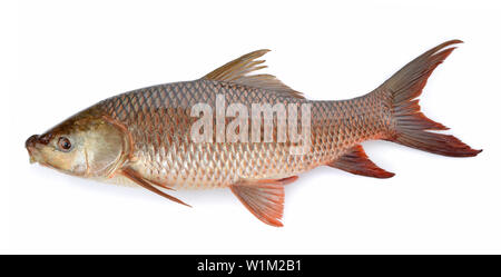 Cyprinus carpio auf weißem Hintergrund Stockfoto